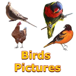 Birds Names with Pictures のアイコン